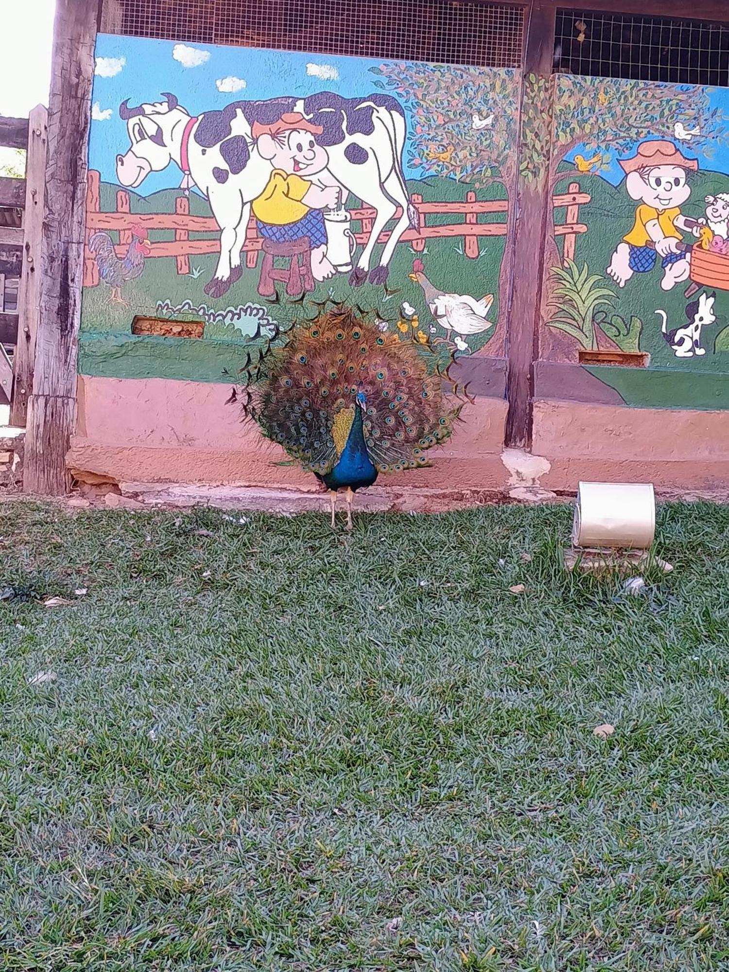 Aguas Vivas Hotel Fazenda Pirenópolis Exteriör bild
